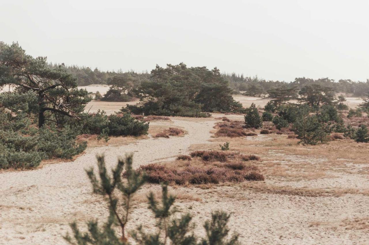 Boshuisje Op De Veluwe 宁斯佩特 外观 照片